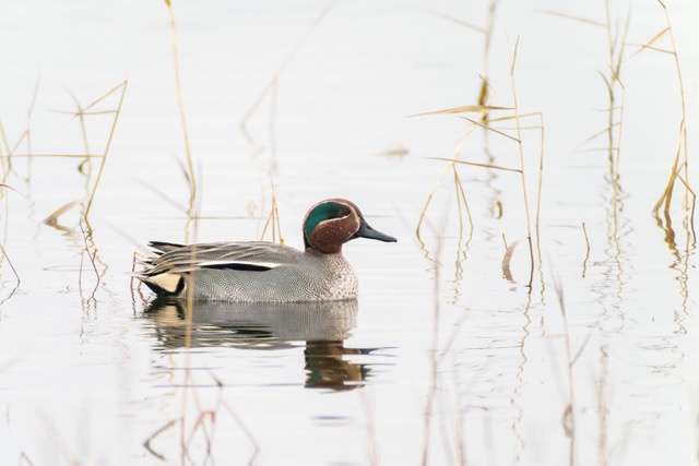 _A7R4210 ©Daniel Gerard