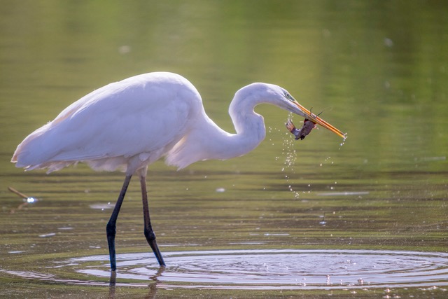 _A7R6188 ©Daniel Gerard