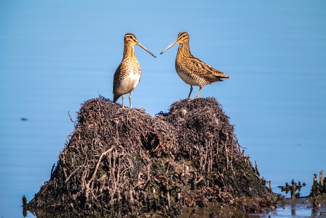 _A7R6934 ©Daniel Gerard