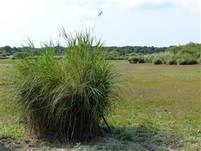 2013-06_AssecétangThomas_VS_43