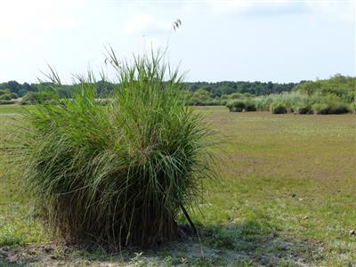 2013-06 _Assec &eacute;tang Thomas_VS_  43