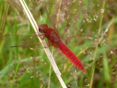 2014 - libellule ecarlate (2)_vlm