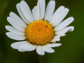2020-05-09Marguerites012