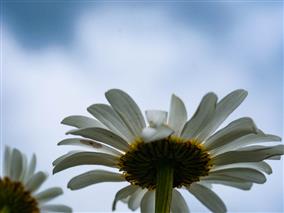 2020-05-09Marguerites026