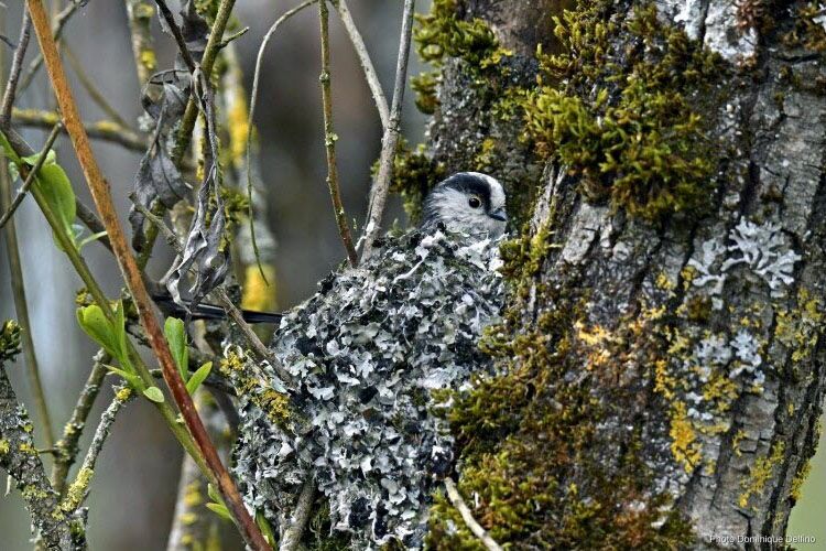 2026-01-mesange-longue-queue-projet-prissac ©DR Est républicain