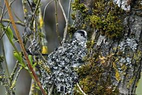 2026-01-mesange-longue-queue-projet-prissac