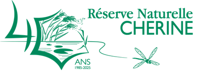 40ans_ CHERINE_sea-green