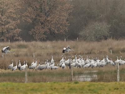 Grues cendrées en Brenne