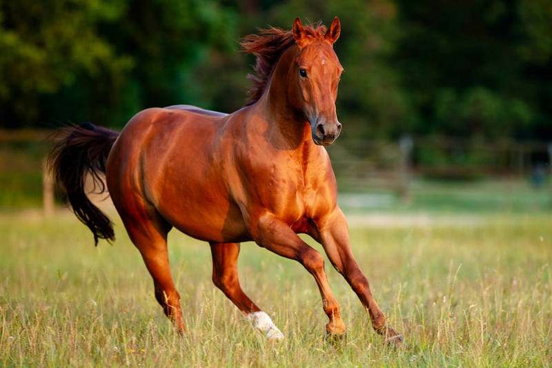 Le Clos de la Fosse aux Loups 6 Stéphanie Presteau
