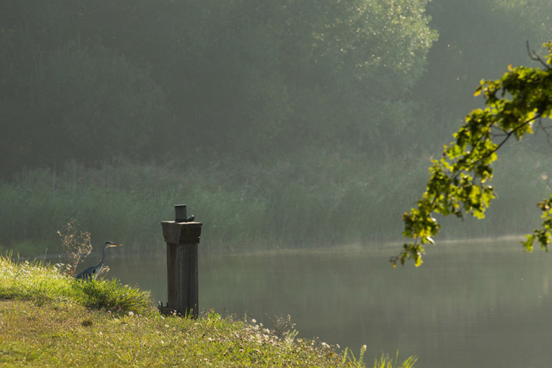 Voyage entre les étangs et le canal des cinq bondes - Bonde et héron cendré © Hellio - Van Ingen