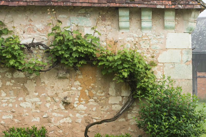 Aux portes de la Touraine - Vigne vierge le long d'un mur © hellio - van ingen
