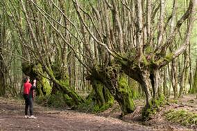 Duparcàlaforêt-Arbrestêtards