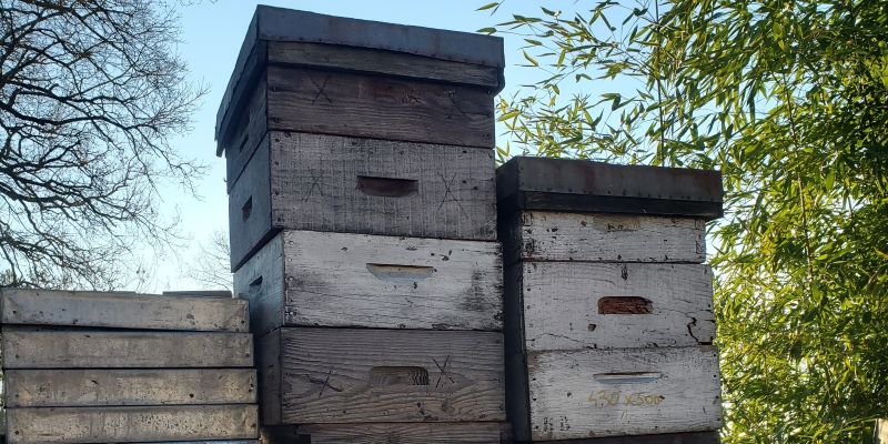 Abeille_de_Brenne_5 ©Abeille de Brenne