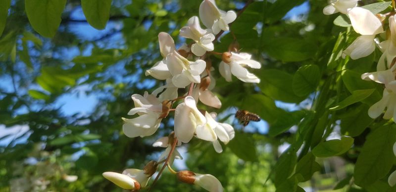 Acacia-et-abeille Droits réservés