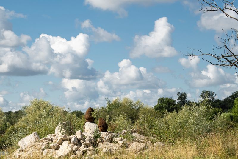 Babouin-de-Guinee-AGN3404--MNHN-A.-Iatzoura 