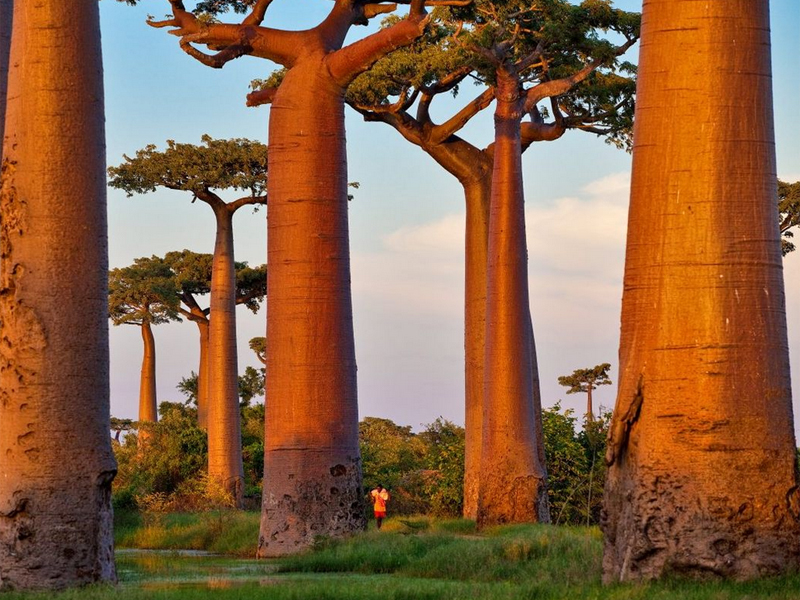 Baobab 3 P Maitre P Maitre