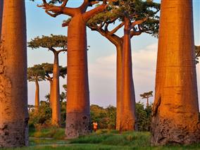 Baobab3PMaitre