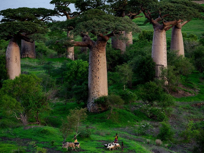 Baobab 5 P Maitre P Maitre