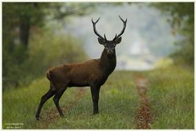 Cerf-0190930-64Signé-P.VONTRONcomp