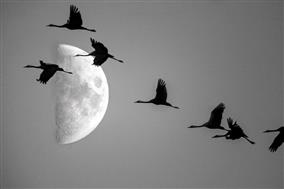 Comprendrelamigrationdesoiseaux