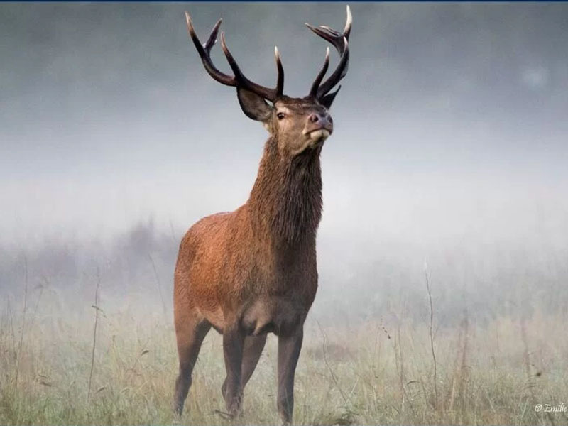 Emilie gaudin Emilie Gaudin Emilie gaudin Emilie Gaudin