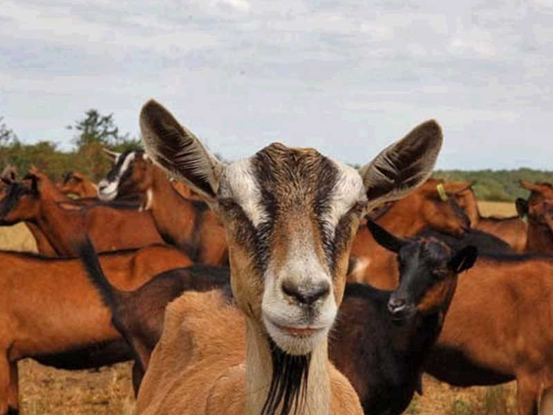 Ferme-du-Caroire droits réservés
