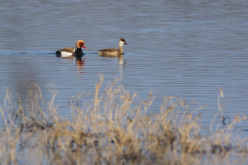 Février - Oiseaux migrateurs et hivernants - Quentin Giraud 
