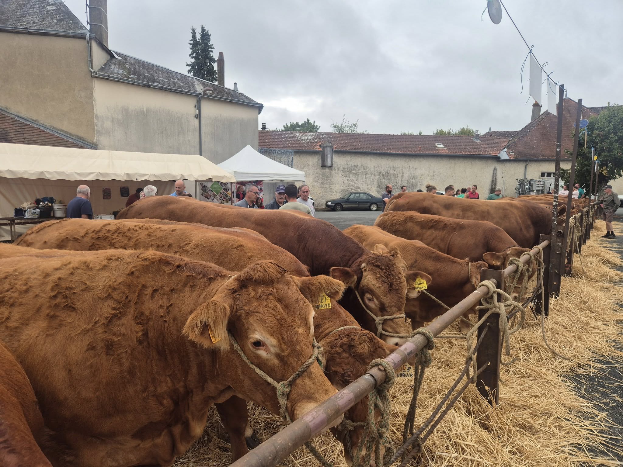 Foire bovine 1 Eric Laurent