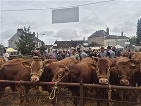Foire bovine 3 Eric Laurent