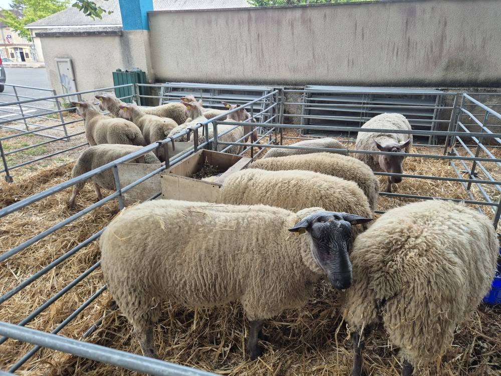 Foire ovine 1 Eric Laurent