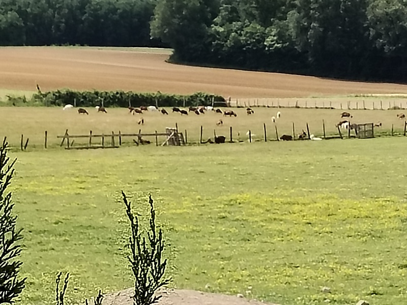 IMG_20250608_120907_800x600 ©fermeducaroire