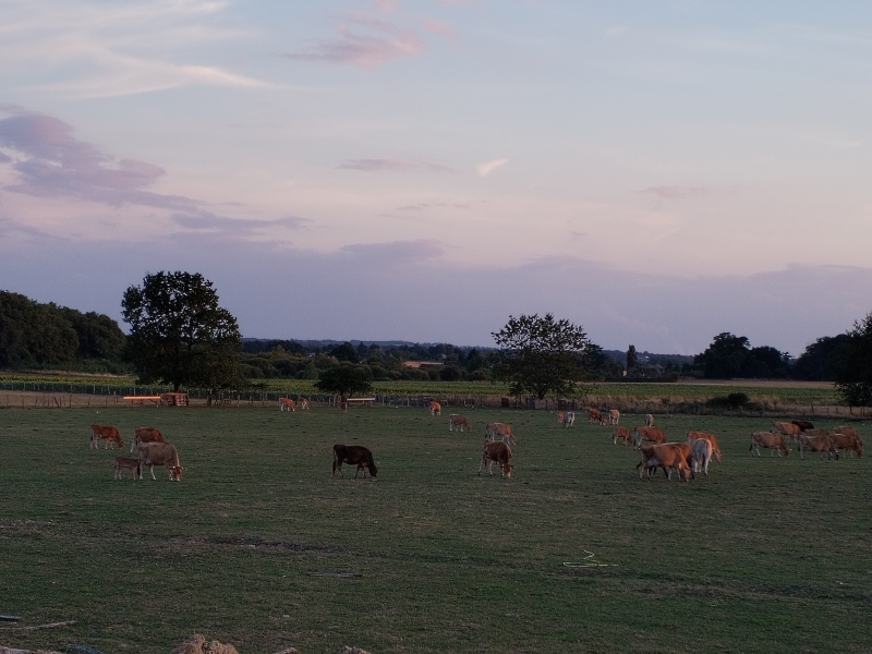 IMG_20250801_211348 ©fermeducaroire