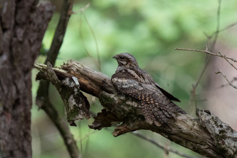 Juin - Engoulevent - F.Pelsy F.Pelsy