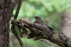 Juin-Engoulevent-F.Pelsy