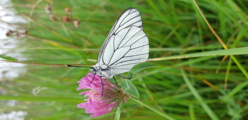 Juin - papillon communs - G. Dézécot G. Dézécot