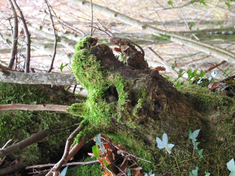 Juin - vallée des Chézeaux - G.Dézécot G.Dézécot