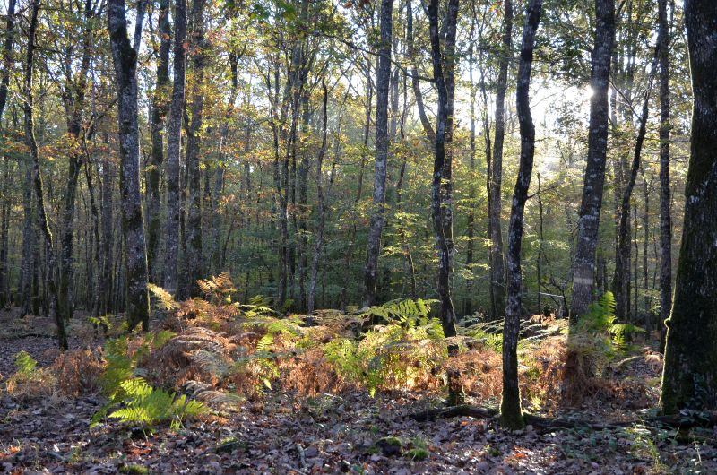 Mai - Lecture de paysage et milieu forestier - Sylvie Caux Sylvie Caux