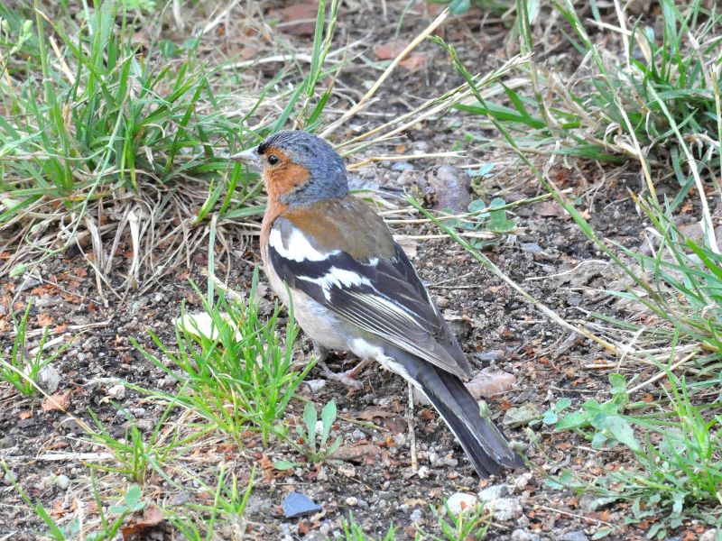 Mai - Oiseaux communs nicheurs - S. Lopez S. Lopez
