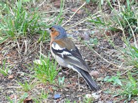 Mai-Oiseauxcommunsnicheurs-S.Lopez