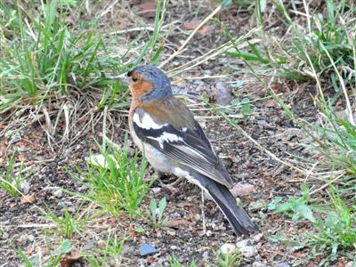 Mai - Oiseaux communs nicheurs - S. Lopez