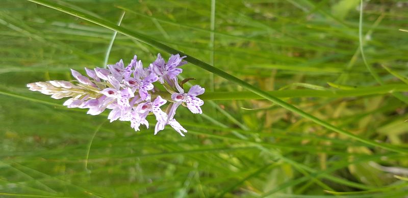 Mai - Orchidées - Gilles Dézécot © Gilles DEZECOT