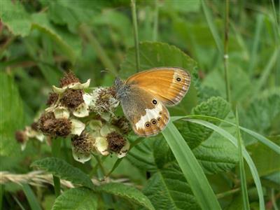 Mai -Les plantes sauvages pour les papillons - Gilles D&eacute;z&eacute;cot
