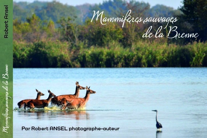 MamiferessauvagesBrenne-RobertAnsel-2022 ©RobertAnsel
