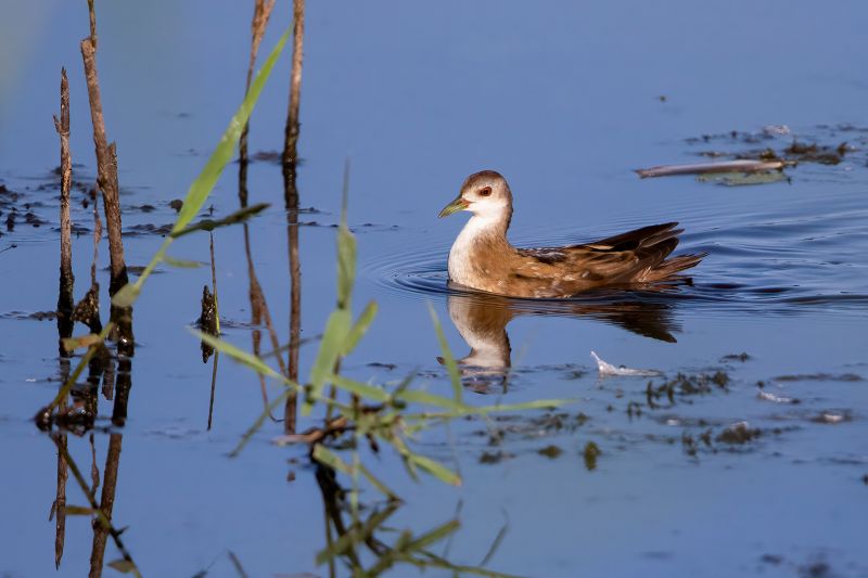 Mars - A l'écoute des marouettes - F.et L.Desage F.et L.Desage