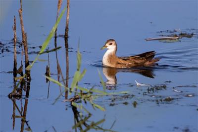 Mars - A l'&eacute;coute des marouettes - F.et L.Desage