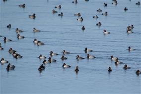 Mars-Oiseauxd'eau-Stéphane.Bureau