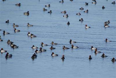 Mars - Oiseaux d'eau - St&eacute;phane.Bureau