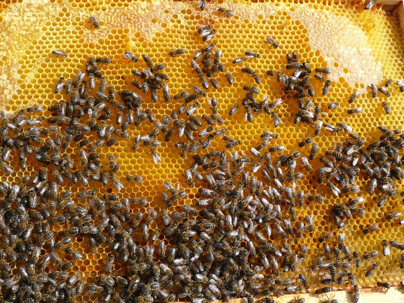 Monde des abeilles © Maison des abeilles Ingrandes (36)