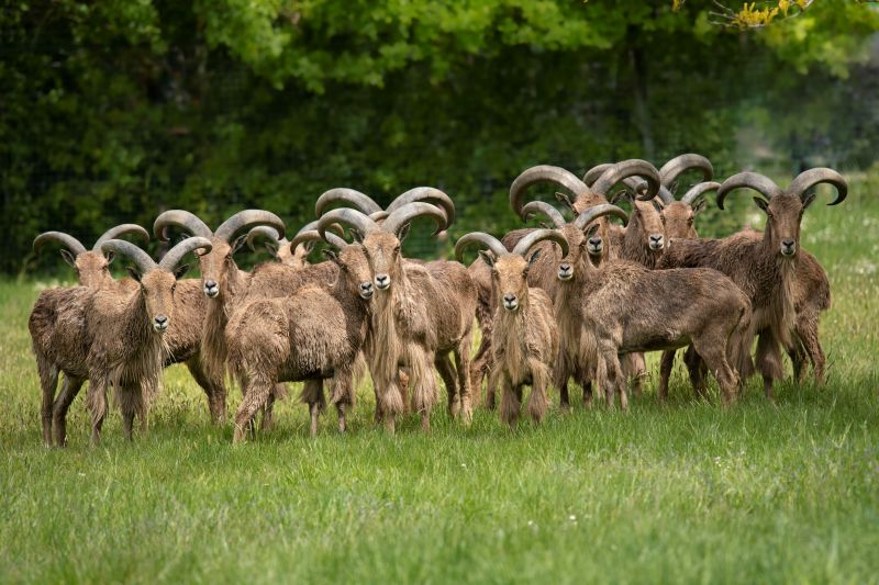 Mouflon-manchettes-RZHT-AGN6435--MNHN-A.-Iatzoura 