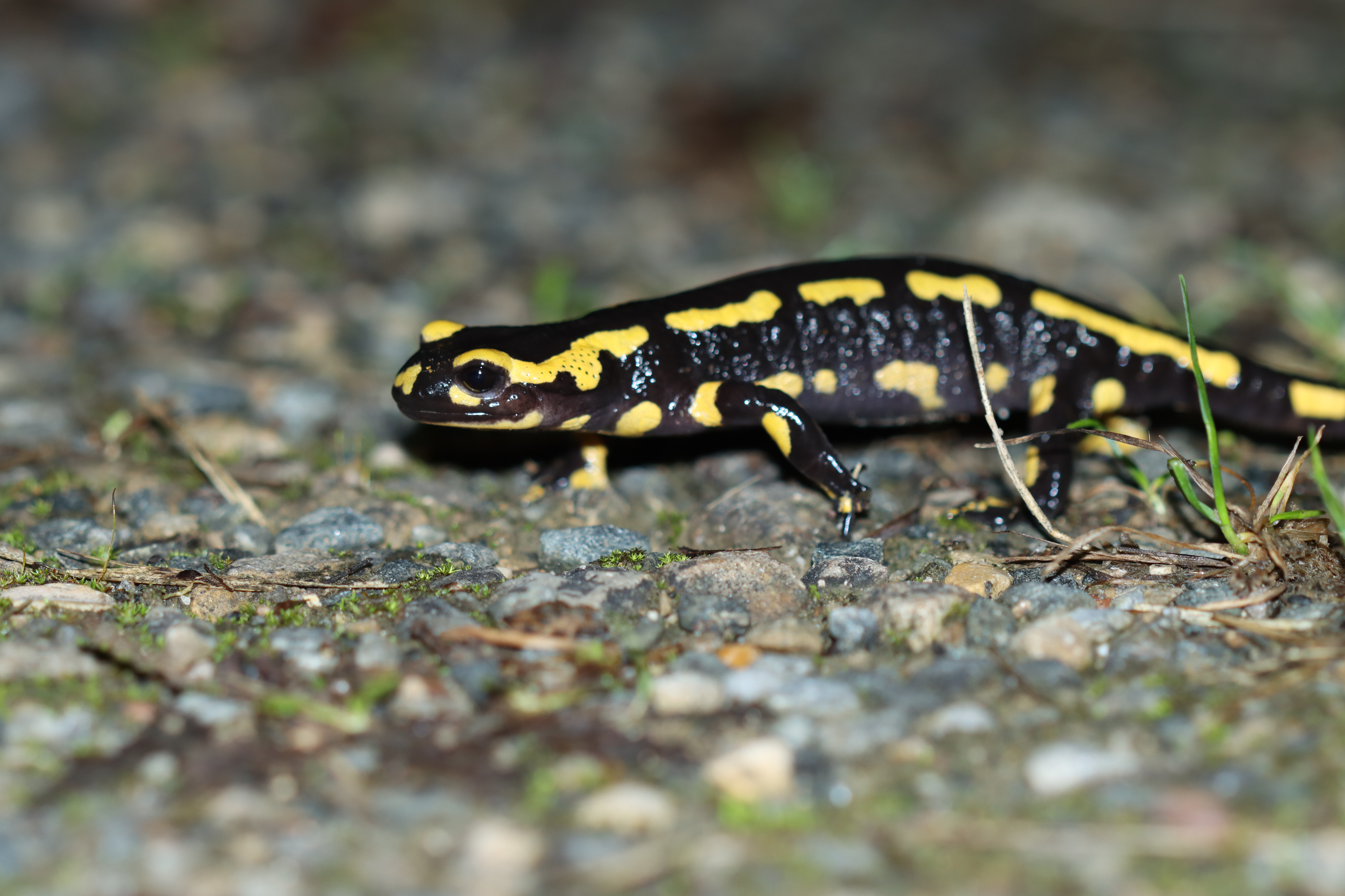 Octobre - Salamandre -Thibault Ligout Indre Nature